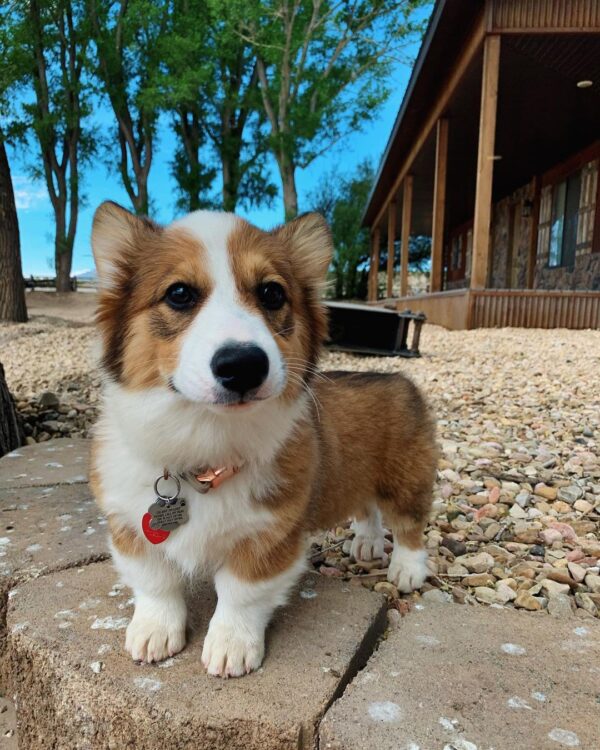 baby corgi puppies