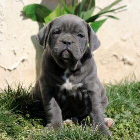 cane corso puppies for sale indiana