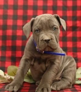 cane corso puppy for sale uk