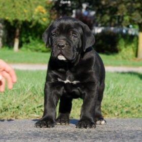 cane corso puppy for sale in texas