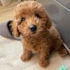 toy poodle for sale in louisiana