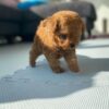toy poodle puppy for sale