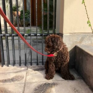 toy poodles for sale in pa