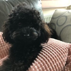 akc miniature poodle puppies for sale