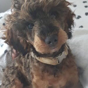 teacup poodle dog