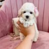 toy poodle puppies for sale in conway ar