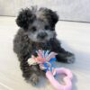 toy poodle puppies for sale in wichita kansas