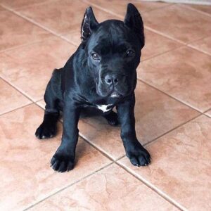 cane corso neapolitan mastiff