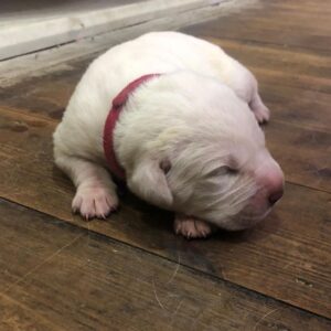 cane corso puppies oregon