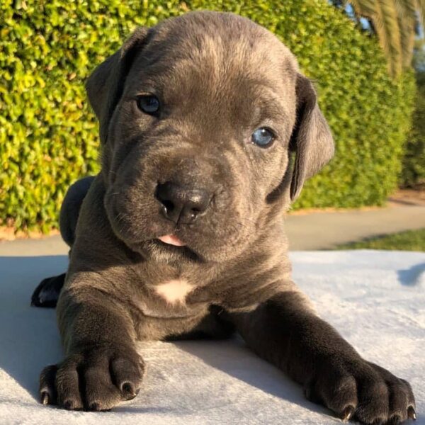 cane corso puppies for sale charlotte nc