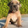 cane corso puppies for sale oklahoma