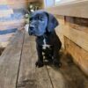 cane corso puppies for adoption