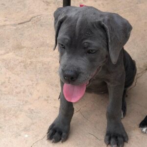 cane corso mix puppies for sale