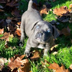 cane corso puppies for sale maryland