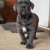 cane corso breeders washington