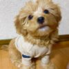 miniature poodle for sale