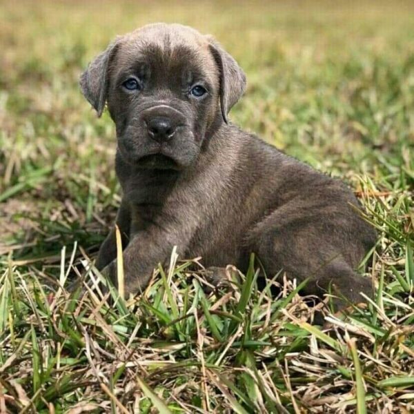 cane corso puppies for sale new jersey