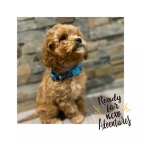 toy poodles for sale in florida orlando