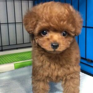 toy poodle puppies for sale in ga