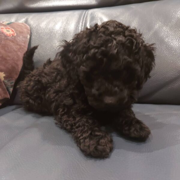 black toy poodle puppies for sale