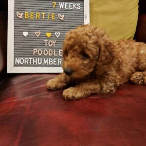 toy poodle puppies for sale in sc