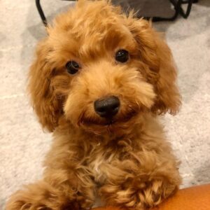 toy poodle for sale