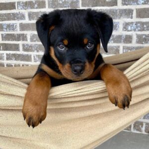 long haired rottweiler