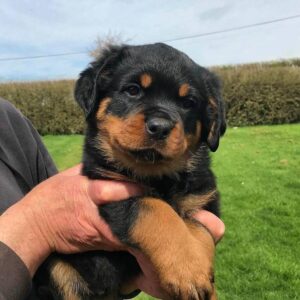 newborn rottweiler puppies