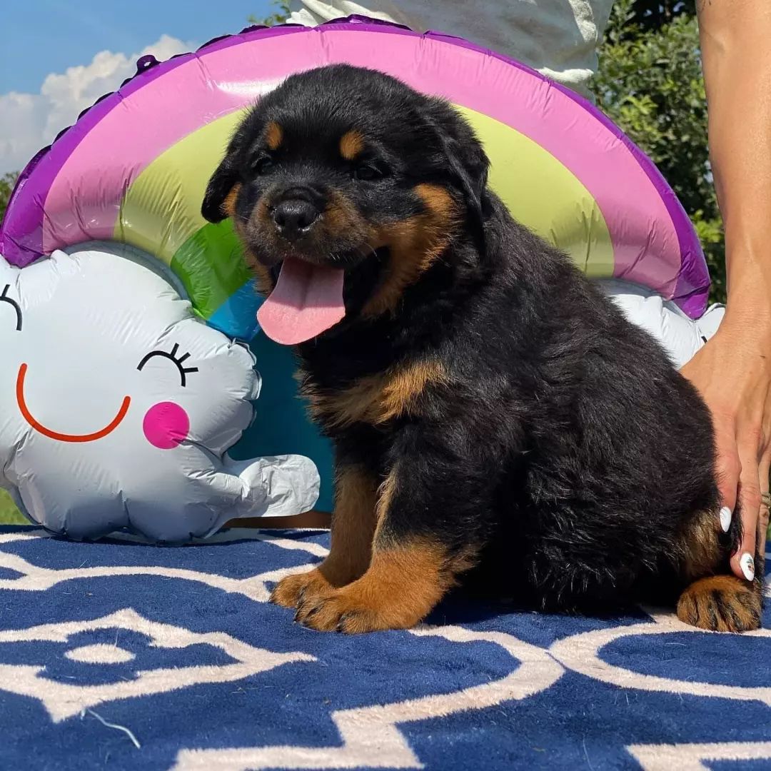 German Rottweiler puppies for sale near me