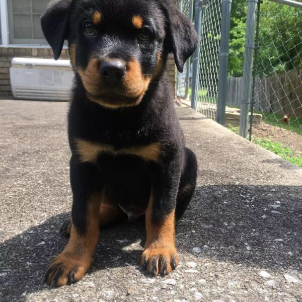 Pitbull mixed with rottweiler puppy