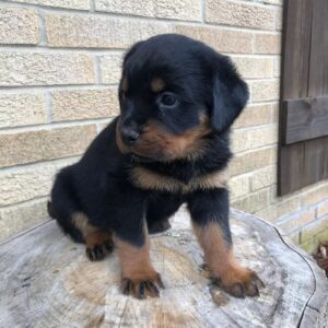 Rottweiler puppies for sale near me under $500 dollars craigslist