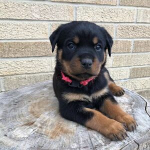 Rottweiler for sale