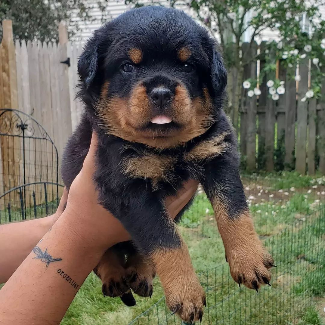 purebred Rottweiler puppies for sale