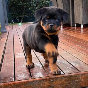 brindle rottweiler