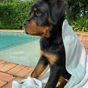 rottweiler rescue