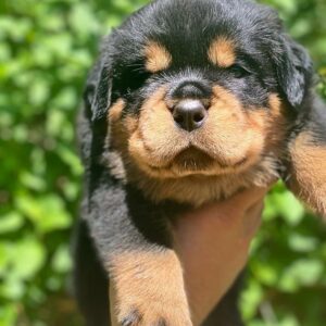 rottweiler cost