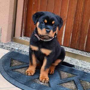 rotweiler puppy