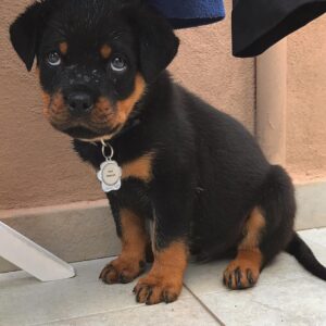 german rottweiler puppies for sale