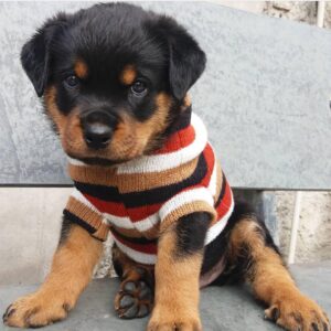 buy Rottweiler puppies