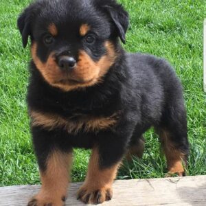 german rottweiler