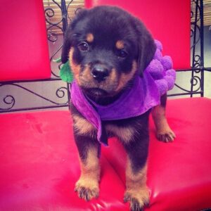 free rottweiler puppies near me