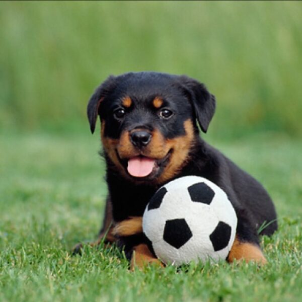 rottweiler puppies for $250