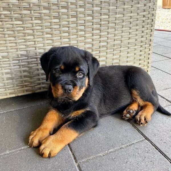 newborn rottweiler puppy