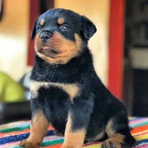 rottweiler puppies near me