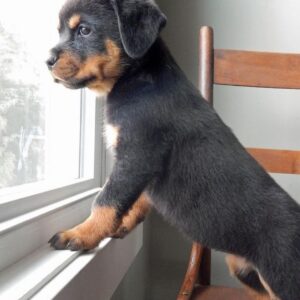 rottweilers for sale near me