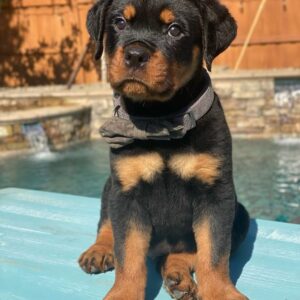 rottie for sale