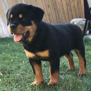 white rottweiler puppy