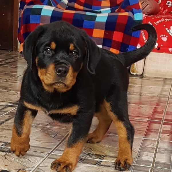 rottweiler puppies for $500