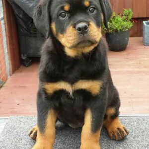 rottweiler puppies craigslist