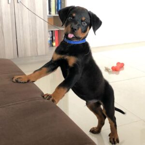 cheap rottweiler puppies for sale